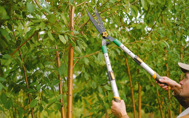 Tree trimming in Briggsville, WI