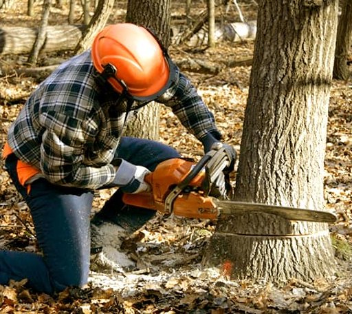 Tree Removal in Briggsville, WI